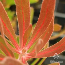 Protea Pink Ice -Cheap The Aussie Garden Store apo protea pink ice leaf vein colour
