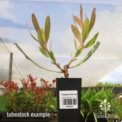 Protea Pink Ice -Cheap The Aussie Garden Store apo protea pink ice tubestock2