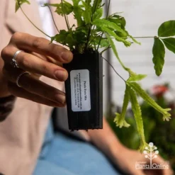 Pteris - Slender Brake Fern -Cheap The Aussie Garden Store apo pteris tube 1
