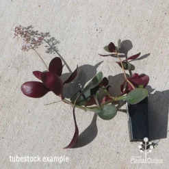 Crassula Purple Dragon - Fairy Crassula -Cheap The Aussie Garden Store apo purple dragon tubestock august