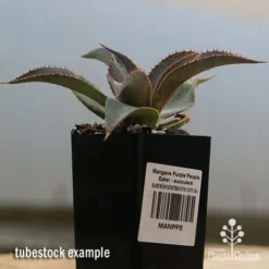 Mangave Purple People Eater - Succulent -Cheap The Aussie Garden Store apo purple people eater tubestock