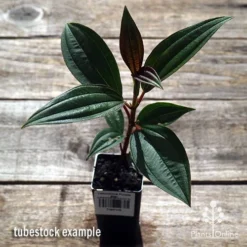 Tibouchina Purple Star -Cheap The Aussie Garden Store apo purple star tubestock above