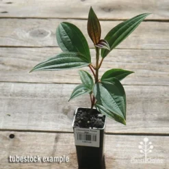 Tibouchina Purple Star -Cheap The Aussie Garden Store apo purple star tubestock top