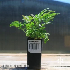Humata - Rabbit's Foot Fern -Cheap The Aussie Garden Store apo rabbits foot fern tubestock
