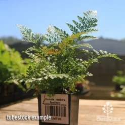 Humata - Rabbit's Foot Fern -Cheap The Aussie Garden Store apo rabbits foot fern tubestock 1