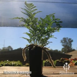 Humata - Rabbit's Foot Fern -Cheap The Aussie Garden Store apo rabbits foot tubestock