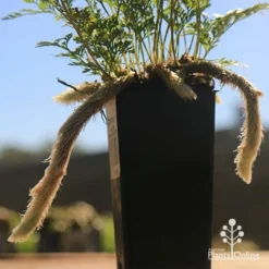 Humata - Rabbit's Foot Fern -Cheap The Aussie Garden Store apo rabbits foot tubestock legs