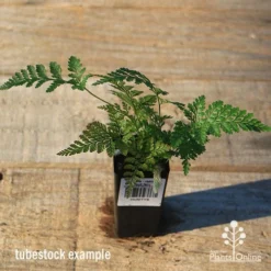 Humata - Rabbit's Foot Fern -Cheap The Aussie Garden Store apo rabbits foot tubestock top