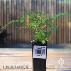 Humata - Rabbit's Foot Fern -Cheap The Aussie Garden Store apo rabbits foot tubestock2