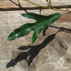 Grevillea Raptor -Cheap The Aussie Garden Store apo raptor leaf