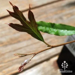 Grevillea Raptor -Cheap The Aussie Garden Store apo raptor leaf colour