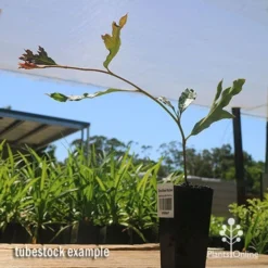 Grevillea Raptor -Cheap The Aussie Garden Store apo raptor tubestock