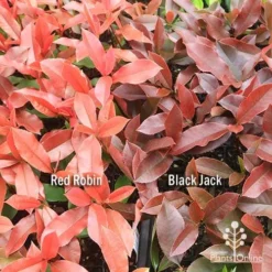 Photinia Black Jack -Cheap The Aussie Garden Store apo red robin black jack compare