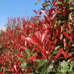 Photinia Red Robin -Cheap The Aussie Garden Store apo red robin hedge nursery 1
