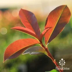 Photinia Red Robin -Cheap The Aussie Garden Store apo red robin new leaves backlit