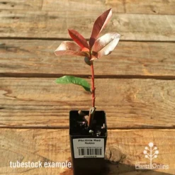 Photinia Red Robin -Cheap The Aussie Garden Store apo red robin tubestock
