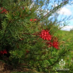 Grevillea Red Wings -Cheap The Aussie Garden Store apo red wings grevillea bush