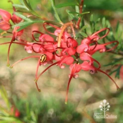 Grevillea Red Wings -Cheap The Aussie Garden Store apo red wings grevillea flower ladybird