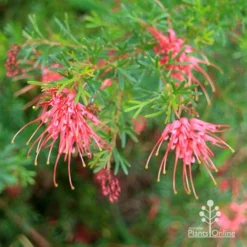 Grevillea Red Wings -Cheap The Aussie Garden Store apo redwings grevillea bush flowering