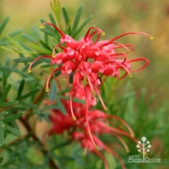 Grevillea Red Wings -Cheap The Aussie Garden Store apo redwings grevillea flower closeup 2