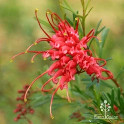 Grevillea Red Wings -Cheap The Aussie Garden Store apo redwings grevillea flower closeup