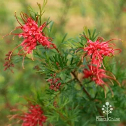Grevillea Red Wings -Cheap The Aussie Garden Store apo redwings grevillea flowering