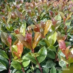 Syzygium Resilience - Lilly Pilly -Cheap The Aussie Garden Store apo resilience new leaf colour