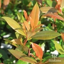 Syzygium Resilience - Lilly Pilly -Cheap The Aussie Garden Store apo resilience new leaves