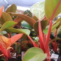 Philodendron Rojo Congo -Cheap The Aussie Garden Store apo rojo congo pink stems tubestock