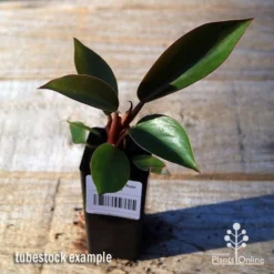 Philodendron Rojo Congo -Cheap The Aussie Garden Store apo rojo congo tubestock top