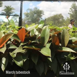 Philodendron Rojo Congo -Cheap The Aussie Garden Store apo rojo march