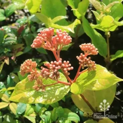 Rondeletia Amoena 37 Rondeletia Amoena -Cheap The Aussie Garden Store apo rondeletia amoena buds july