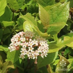 Rondeletia Amoena 34 Rondeletia Amoena -Cheap The Aussie Garden Store apo rondeletia amoena flower leaf