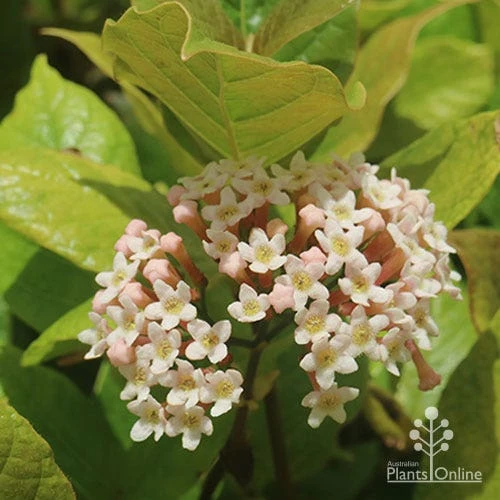 Rondeletia Amoena 13 Rondeletia Amoena - Image 13