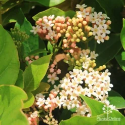 Rondeletia Amoena 29 Rondeletia Amoena -Cheap The Aussie Garden Store apo rondeletia amoena flowers