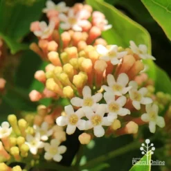 Rondeletia Amoena 30 Rondeletia Amoena -Cheap The Aussie Garden Store apo rondeletia amoena flowers closeup