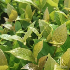 Rondeletia Amoena 26 Rondeletia Amoena -Cheap The Aussie Garden Store apo rondeletia amoena foliage