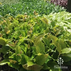 Rondeletia Amoena 36 Rondeletia Amoena -Cheap The Aussie Garden Store apo rondeletia amoena tubestock plants