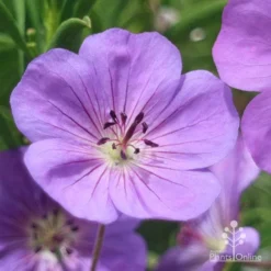 Geranium Rozanne -Cheap The Aussie Garden Store apo roseanne geranium close