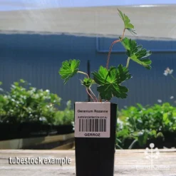Geranium Rozanne -Cheap The Aussie Garden Store apo rozanne tubestock