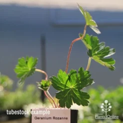 Geranium Rozanne -Cheap The Aussie Garden Store apo rozanne tubestock closer