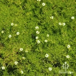 Sagina Subulata Aurea – Scotch Moss 15 Sagina Subulata Aurea – Scotch Moss -Cheap The Aussie Garden Store apo sagina aurea flowers