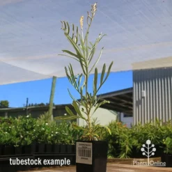 Grevillea Sandra Gordon -Cheap The Aussie Garden Store apo sandra gordon grevillea tubestock 1