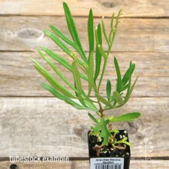 Grevillea Sandra Gordon -Cheap The Aussie Garden Store apo sandra gordon tubestock