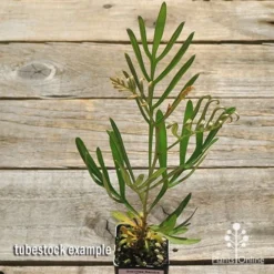 Grevillea Sandra Gordon -Cheap The Aussie Garden Store apo sandra gordon tubestock top