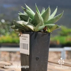 Haworthia Savanna - Succulent -Cheap The Aussie Garden Store apo savanna and pups