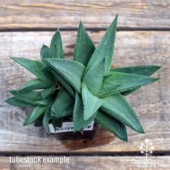 Haworthia Savanna - Succulent -Cheap The Aussie Garden Store apo savanna big size top
