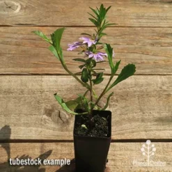 Scaevola Purple Fanfare - Fan Flower -Cheap The Aussie Garden Store apo scaevola fanfare tubestock flowering