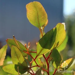 Eucalyptus Summer Scentsation - Flowering Gum -Cheap The Aussie Garden Store apo scentsation gum red stems