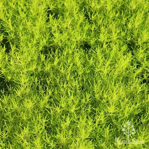 Sagina Subulata Aurea – Scotch Moss 10 Sagina Subulata Aurea – Scotch Moss - Image 10